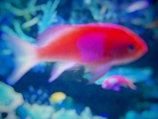 ネッタイギョ