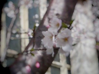 さくら(独唱)