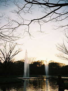 夕日と噴水@代々木公園